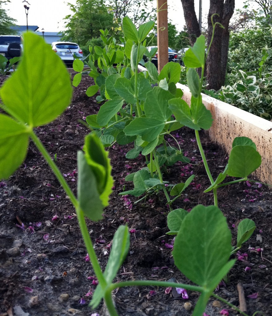 snow pea sprouts