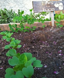 Arugula and pea shoots