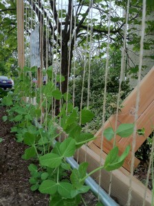 peas climbing trellis