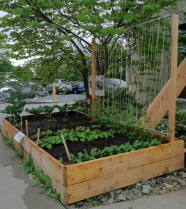 Garden bed with pea trellis