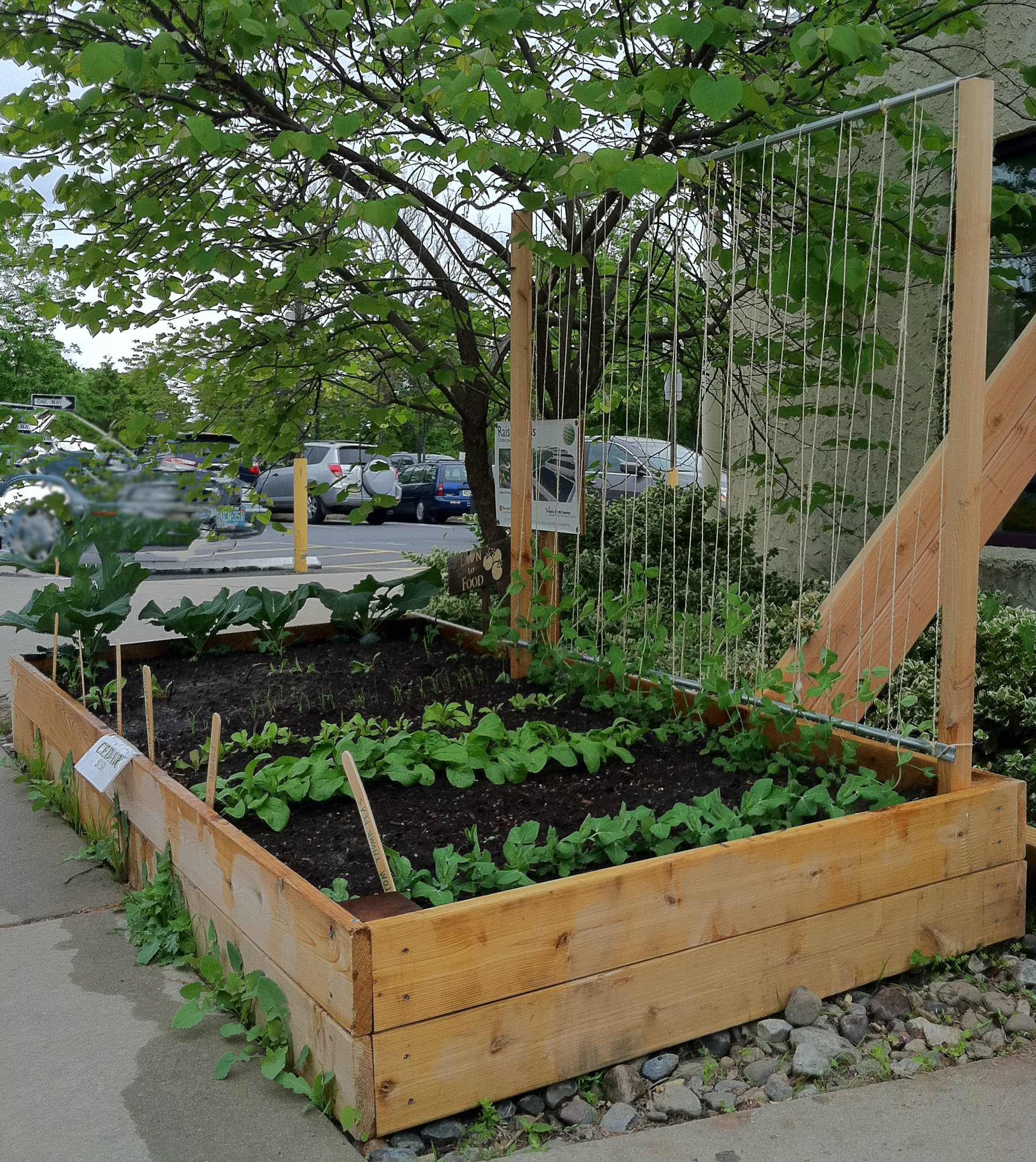 How to make a pea trellis