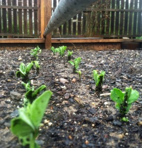 Two rows of peas will soon be reaching up to the trellis above them.