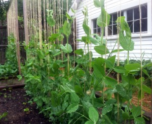 Peas growing