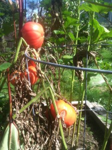 Tomato vines late season