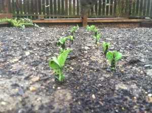 Peas on parade