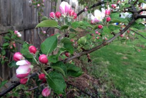 Apple Blossoms