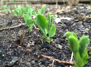 Pea Sprouts 2014