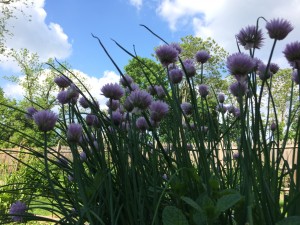 Chives!