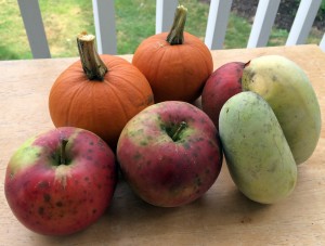 Apples, pumpkins and paw paws