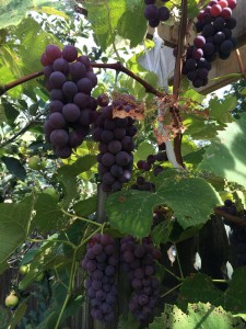 Grapes