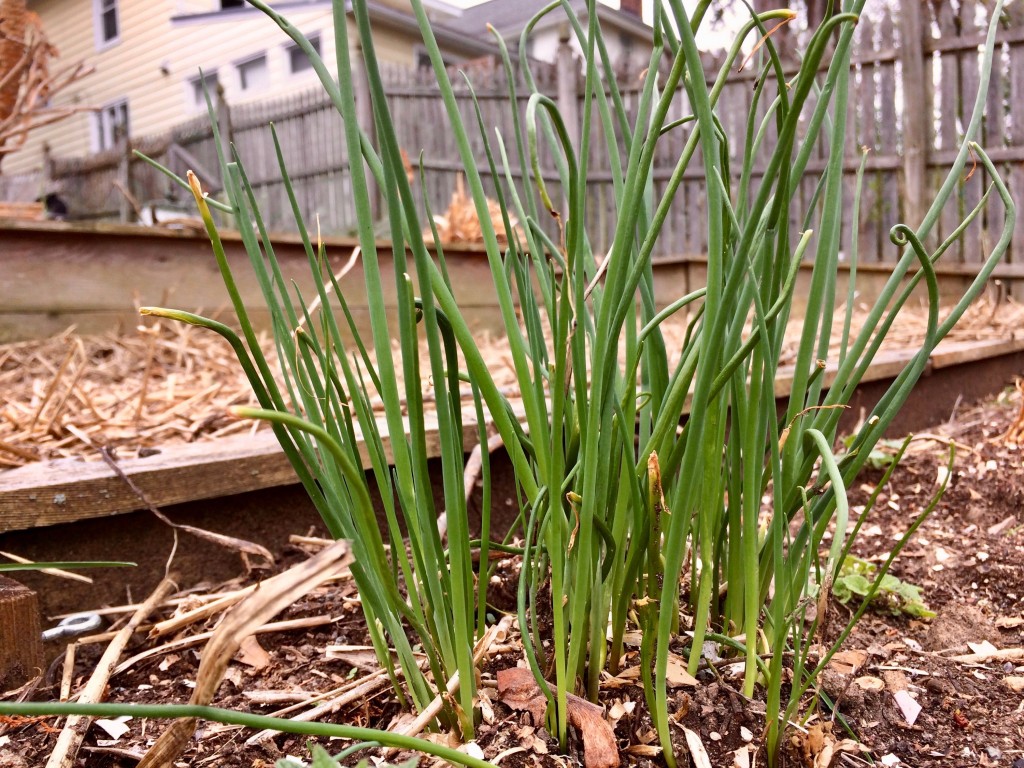 Chives are perennial, and so delicious when finely chopped and sprinkled over hot or cold soups. We bought this as a plant a few years ago, from Mazur Nursery, 265 Bakers Basin Road in Lawrenceville. Click on the photo to visit the website.