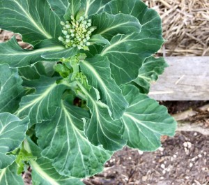 Our Vates collard greens have successfully overwintered for three years now. The branches seem more like trees, but the leaves are tender. Click on the photo to visit Seed Savers Exchange to order seeds.
