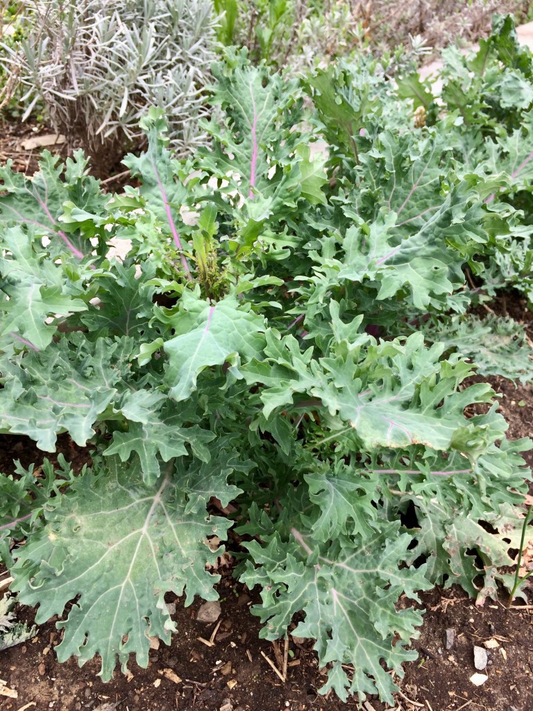 Our Red Russian kale overwintered quite nicely. We like to braise these leaves, cut into ribbons, in olive oil with sauteed garlic. Click on the photo to find seeds for this sweet and succulent dark green.