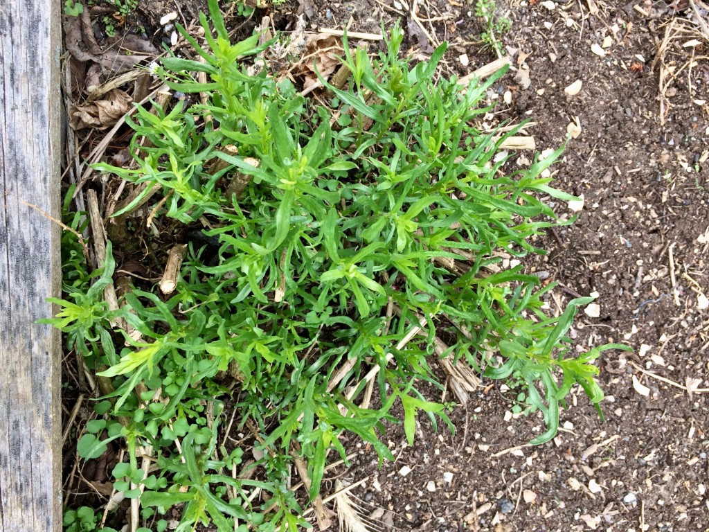 French tarragon is a perennial! With it growing in abundance last summer, one of our favorite uses was as a base for roasting chicken (big chicken, generous kosher salt, plenty of fresh-ground Tellicherry peppercorns and into the roasting pan at 425 degrees for an hour, give or take). We find our tellicherry peppercorns at Savory Spice Shop in Princeton, but they're also available by mail order. Click on the photo to reach the website.