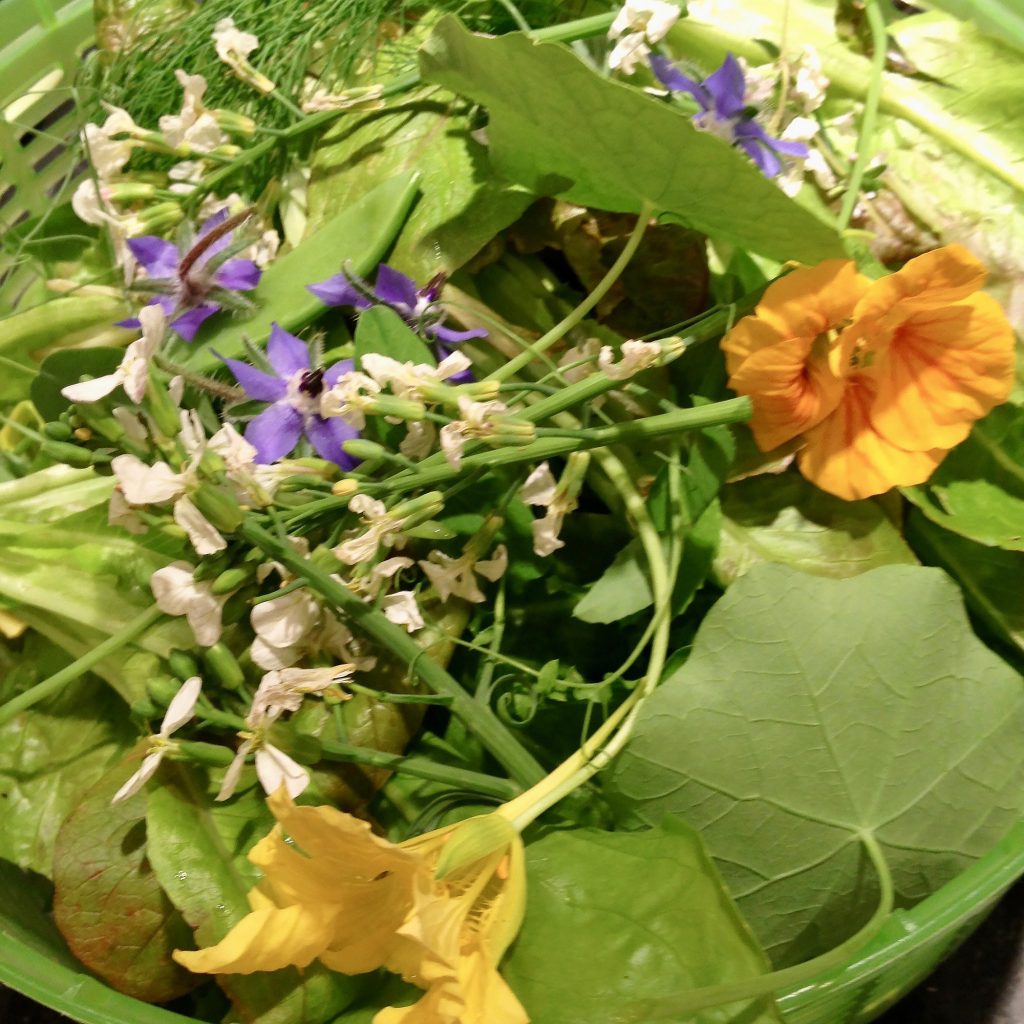 Close-up of colorful salad greens with edible flowers