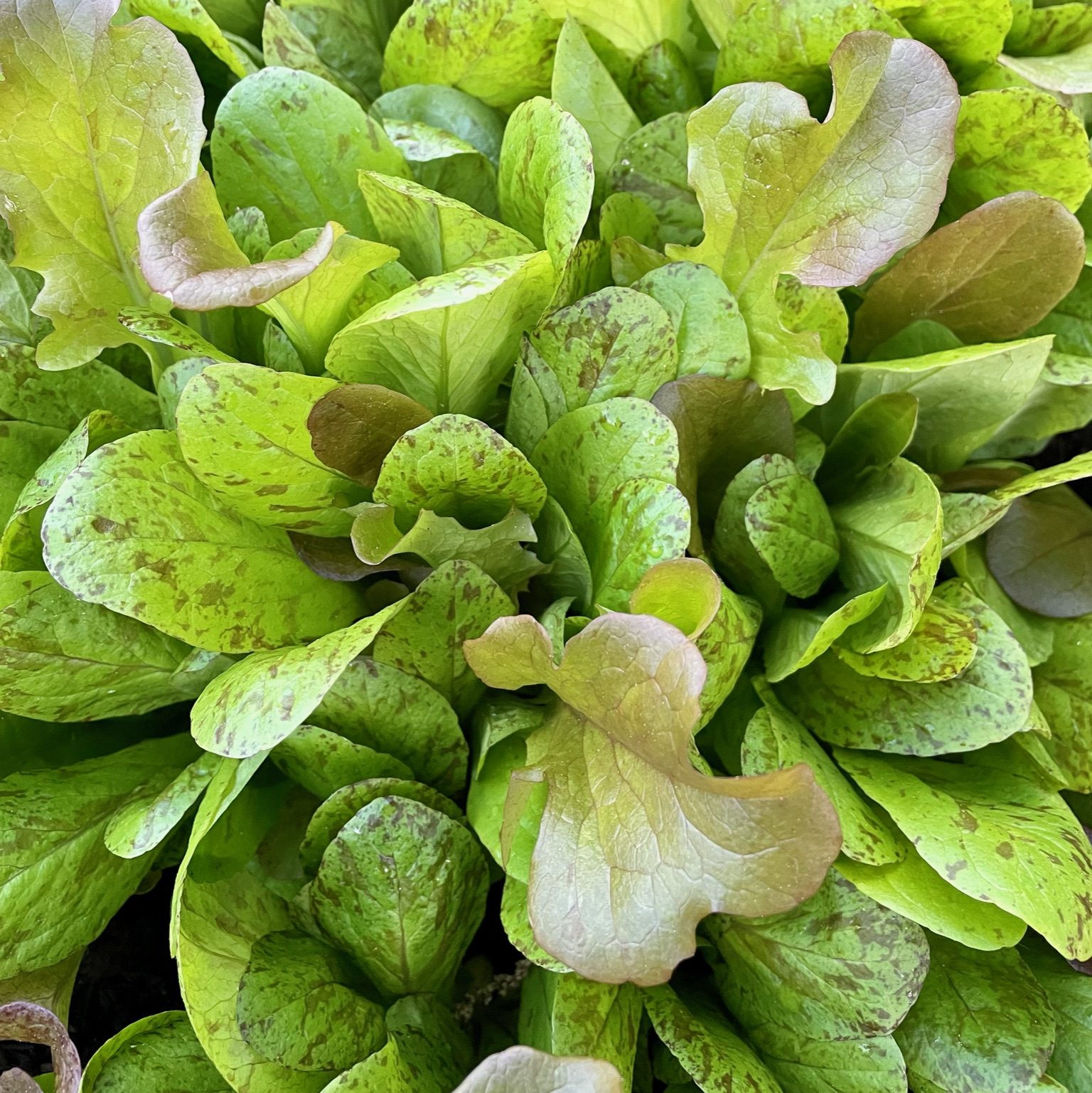 Close-up of lettuce growing in a garden bed
