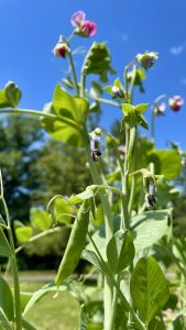 Pea tendrils with purple blooms and a ripe sugar snap pea pod.